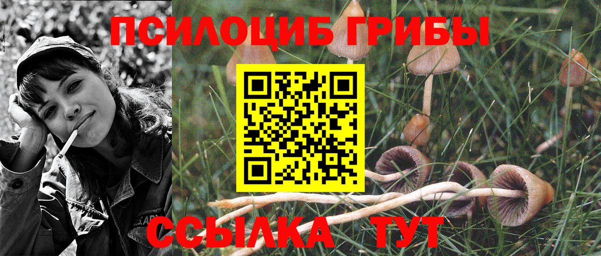 Псилоцибиновые грибы Psilocybe Костомукша